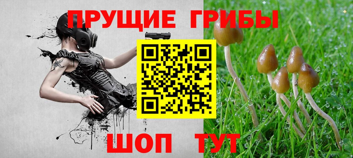 Галлюциногенные грибы Psilocybine cubensis Волжский